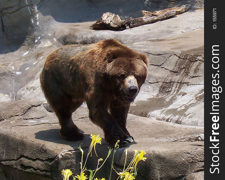Brown bear at zoo