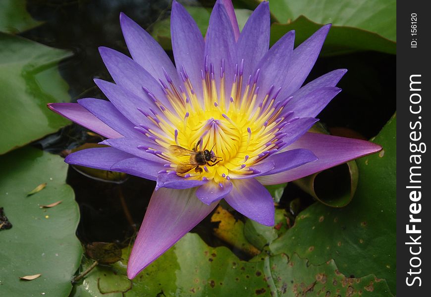 Bee and purple lotus