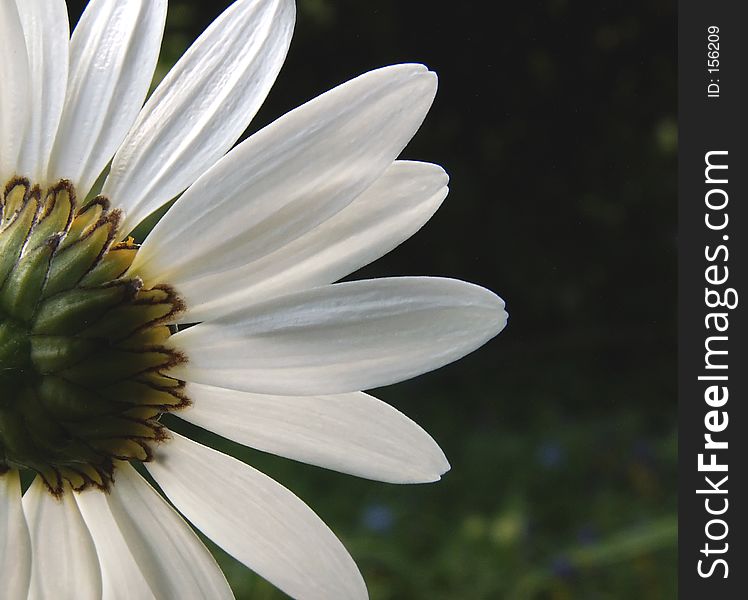 Flowering ox-eye daisy. Flowering ox-eye daisy