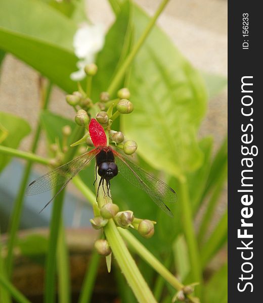 Red dragonfly