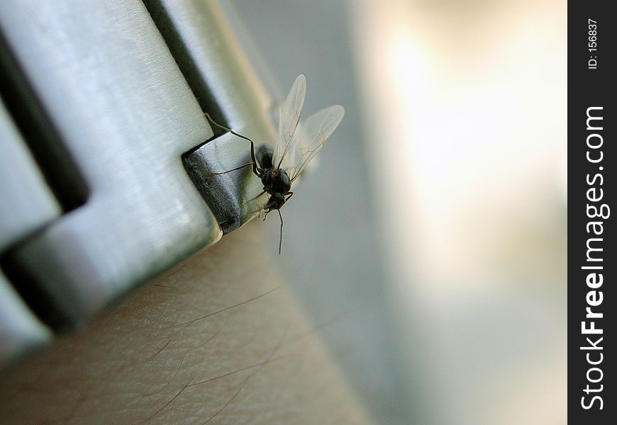 Macro shot of a flying ant on a wrist watch