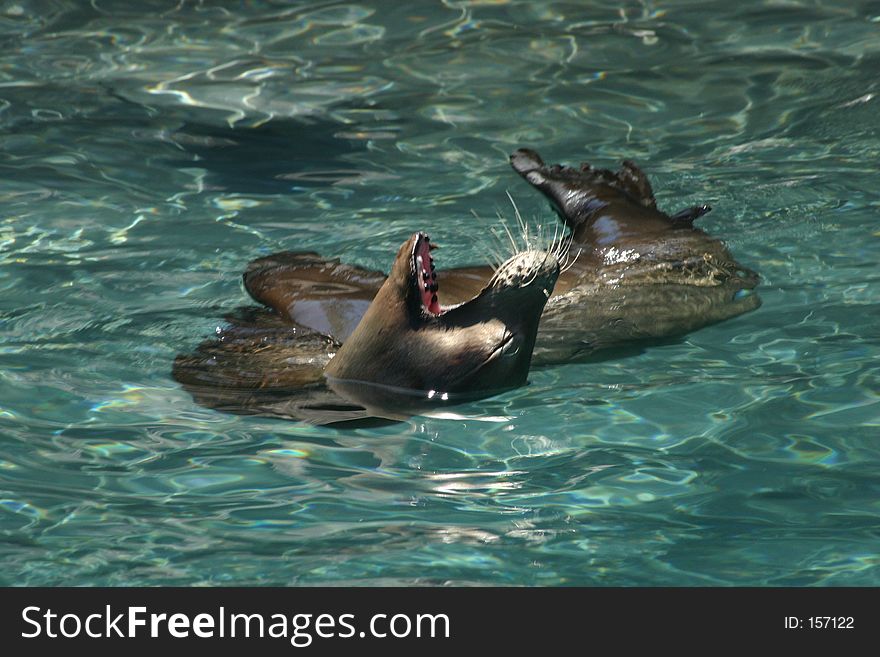 Seal floating on back. Seal floating on back