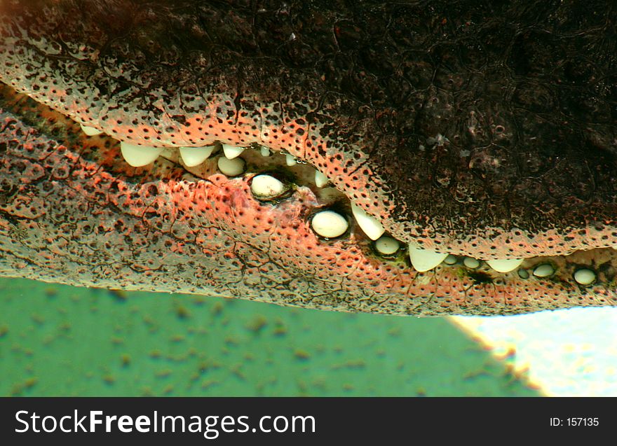 Close-up of Alligator Teeth