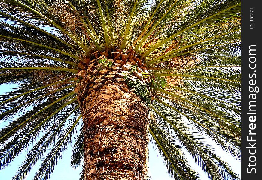 palm tree in mediterranean sea coast