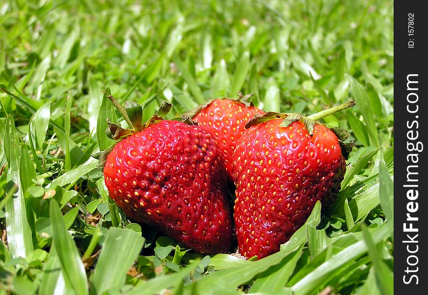 Strawberries on grass, lit by frontal sunlight.