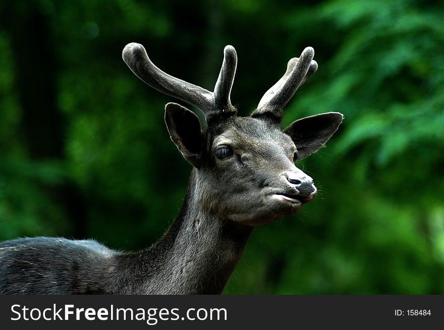 Black buck speaking