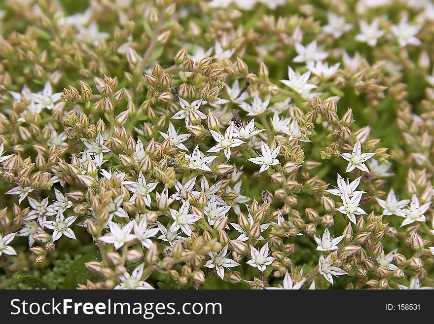 Flowers background