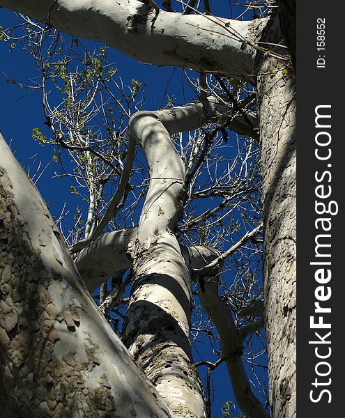 Plane tree in a botanical garden. Plane tree in a botanical garden