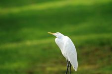 White Egret In Field Royalty Free Stock Photos
