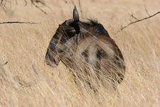 Wildebeest Royalty Free Stock Image
