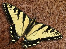 Swallowtail Butterfly On Pine Straw Royalty Free Stock Photos