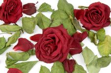 Red Rose Petals Royalty Free Stock Photography Red Rose Petals Royalty Free Stock Photography