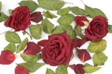 Red Rose Petals Stock Photo Red Rose Petals Stock Photo