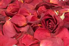 Scattered Red Rose Petals Stock Images Scattered Red Rose Petals Stock Images