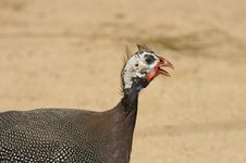 Strange Bird Stock Images Strange Bird Stock Images