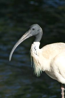 Strange Bird II Royalty Free Stock Photo Strange Bird II Royalty Free Stock Photo