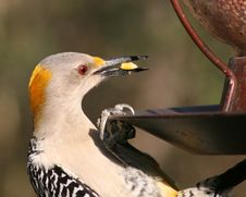 Male Golden-fronted Woodpecker At A Feeder Stock Photos