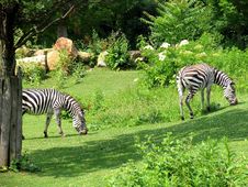 Zebras Feeding Royalty Free Stock Photos Zebras Feeding Royalty Free Stock Photos