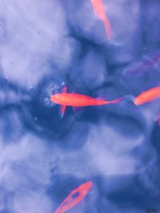 Dream Fish Royalty Free Stock Photo