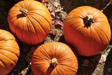 Halloween Pumpkins Royalty Free Stock Photography Halloween Pumpkins Royalty Free Stock Photography