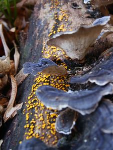 Mold And Mushrooms On Tree Bark Stock Image Mold And Mushrooms On Tree Bark Stock Image
