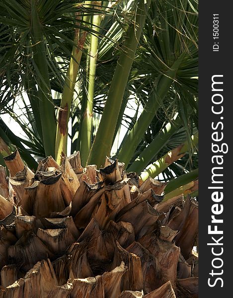 Brownish bark of green palm-tree. Brownish bark of green palm-tree