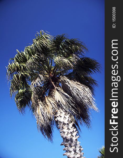 Palm tree and blue clear sky in background