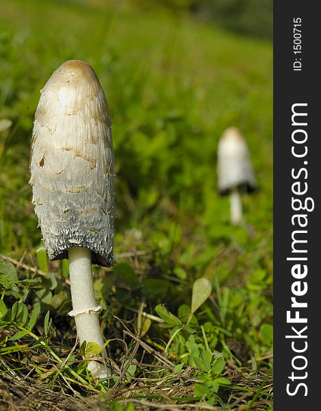 A fungus called 'Shaggy Ink Cap' (or Lawyer's Wig or Judge's Wig (Coprinus comatus). Space for text on the out-of-focus background. A second specimen can be seen, out of focus in the background. This species is edible. A fungus called 'Shaggy Ink Cap' (or Lawyer's Wig or Judge's Wig (Coprinus comatus). Space for text on the out-of-focus background. A second specimen can be seen, out of focus in the background. This species is edible.