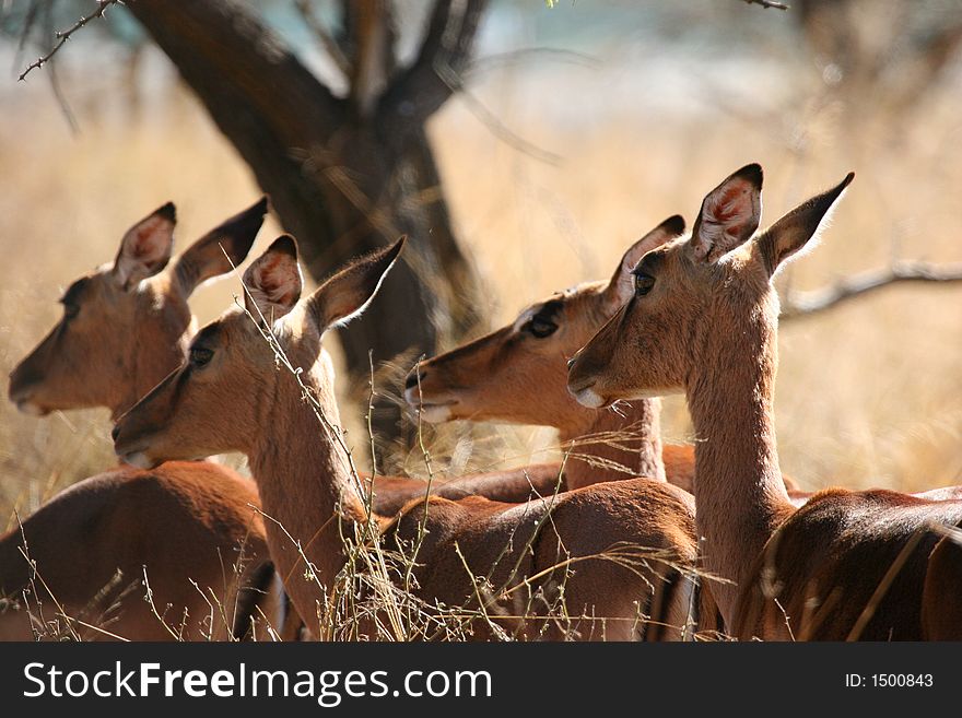 Herd of Impala