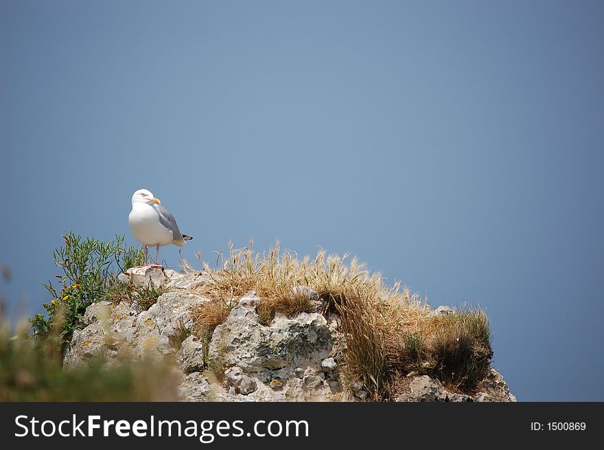 Gull lying on a rock in Etretat, blue sky. Gull lying on a rock in Etretat, blue sky