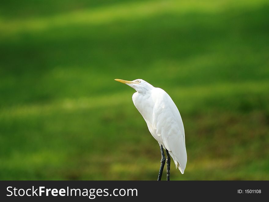 White Egret In Field