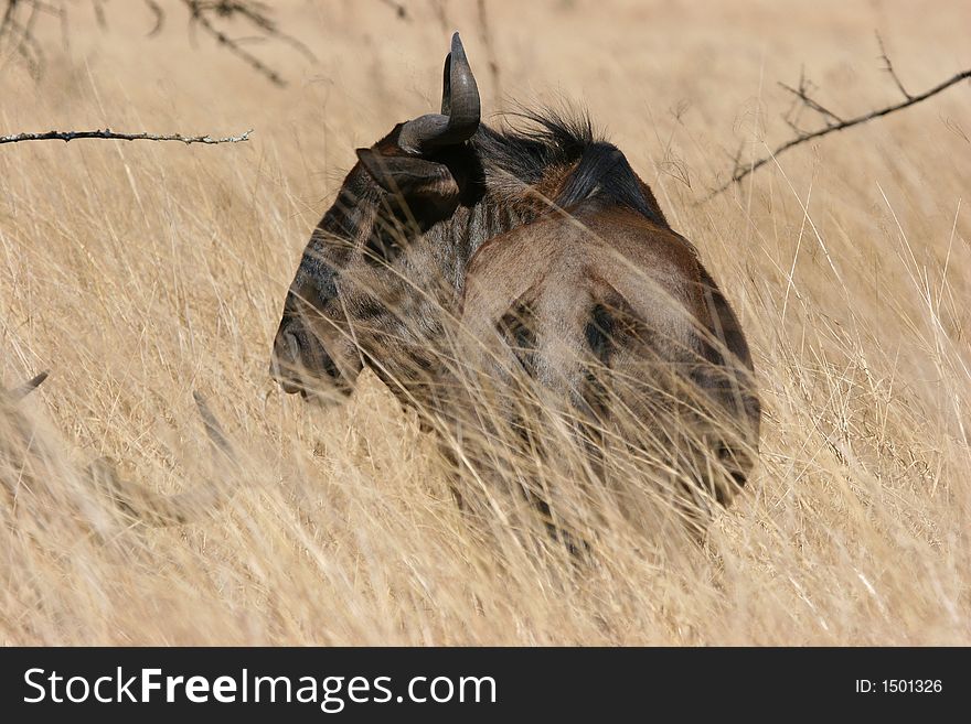 Wildebeest (gnu) in private game park in KZN South Africa outside Hluhluwe National Park.