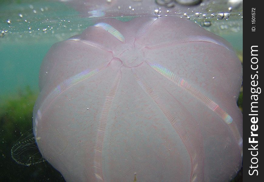 Bands of color shimmering on beroe jellyfish underwater