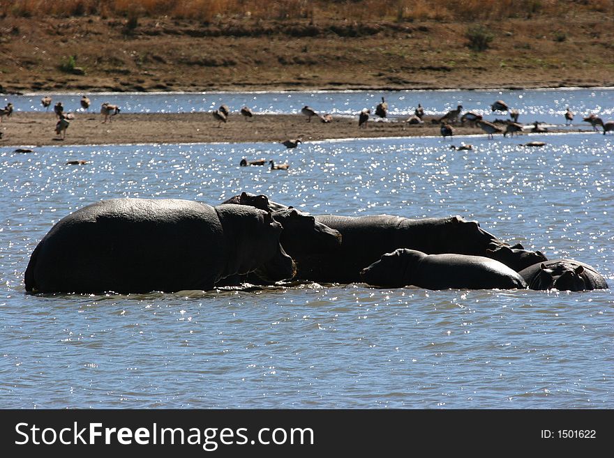 Hippo in water in private game park in KZN South Africa outside Hluhluwe National Park.