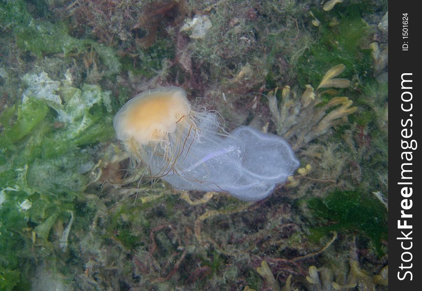 Lionsmane jellyfish dining on a beroe jellyfish. Lionsmane jellyfish dining on a beroe jellyfish