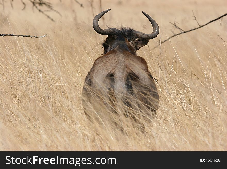 Wildebeest (gnu) in private game park in KZN South Africa outside Hluhluwe National Park.