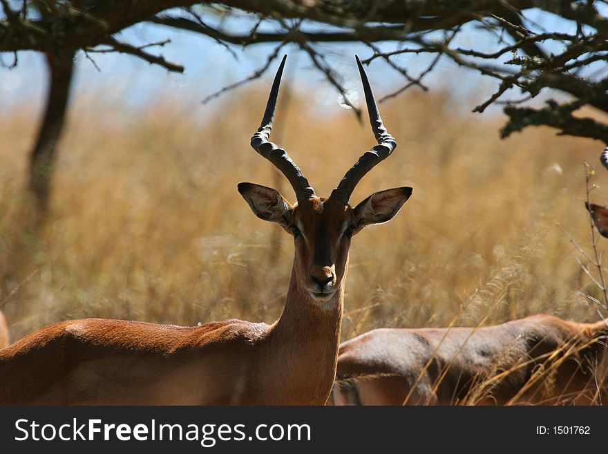 Male impala in South African game reserve Tala