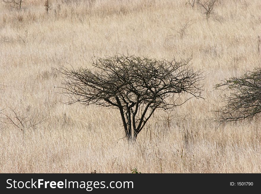 Acacia tree in grass lands in South African game reserve