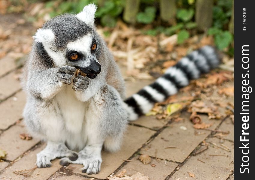 A ring tailed lemur eating on the street