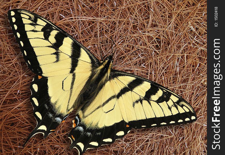 Swallowtail Butterfly on pine straw close up