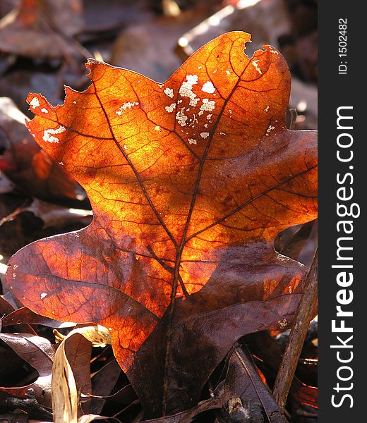 Translucent Glow - Backlit fall leaf