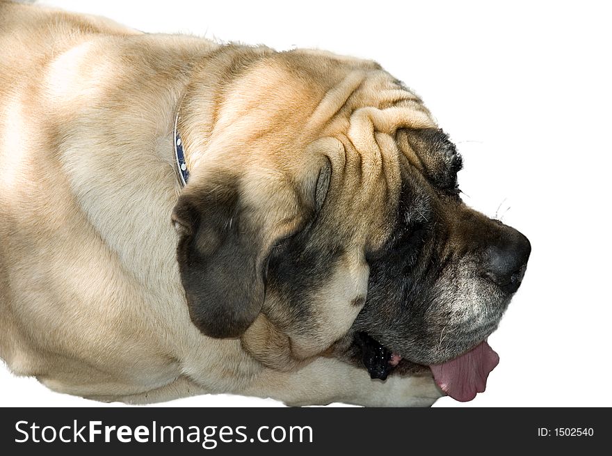 Close up of a pitiful bulldog taking a rest. White background, path included. Close up of a pitiful bulldog taking a rest. White background, path included