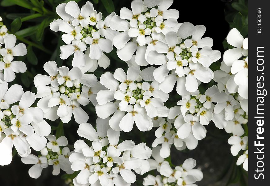 White Flower Cluster close up