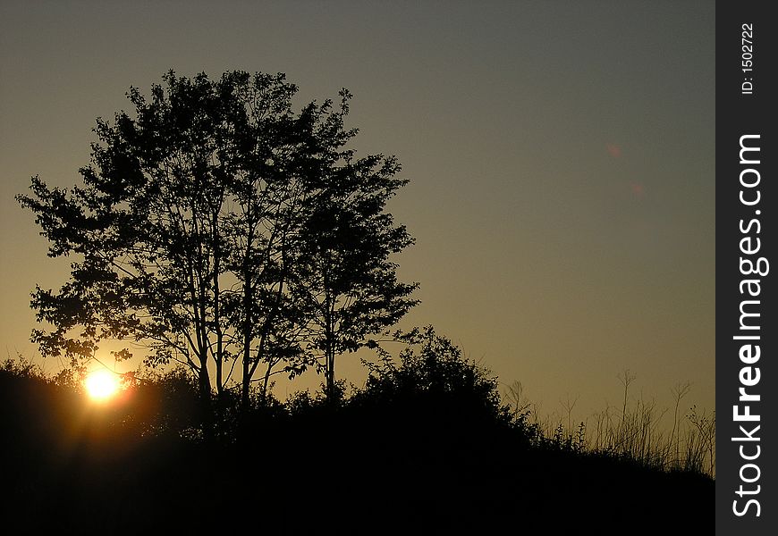 Tree silhouette in Sunrise glow. Tree silhouette in Sunrise glow