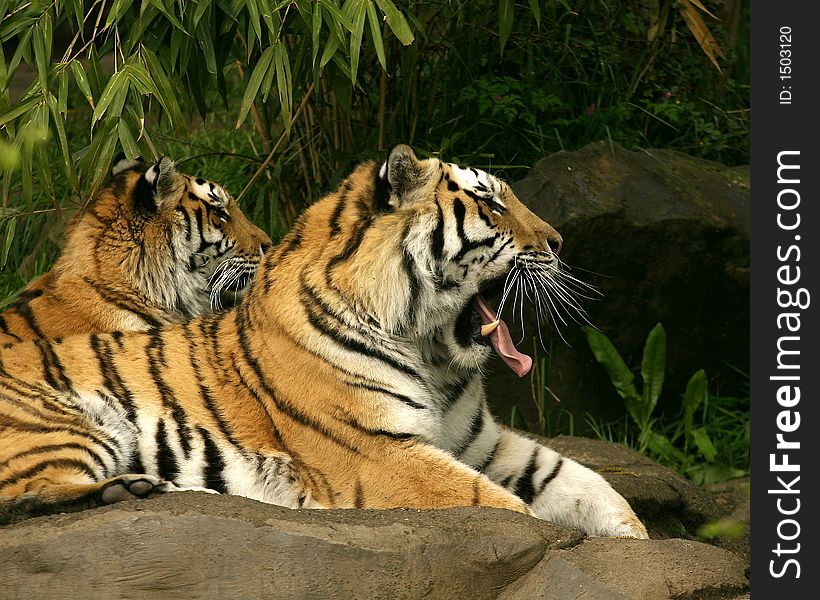 Tiger yawning wide at the Zoo!. Tiger yawning wide at the Zoo!