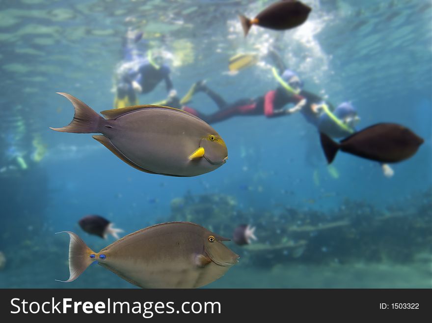 Yellow-fin Surgeonfish (Acanthurus xanthopterus and Short-horned Unicornfish (Naso brevirostris)with skindivers in background. Yellow-fin Surgeonfish (Acanthurus xanthopterus and Short-horned Unicornfish (Naso brevirostris)with skindivers in background.