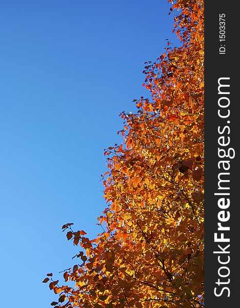 Fall Colors On A Bradford Pear Tree