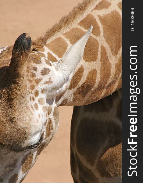 Close-up of a giraffe eating