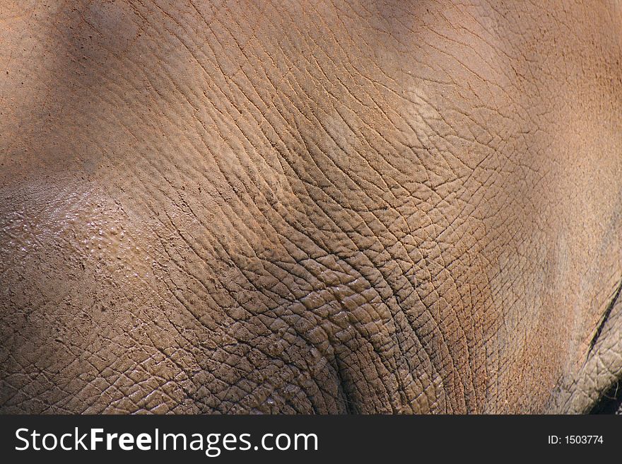 Texture of an elephant hide. Texture of an elephant hide