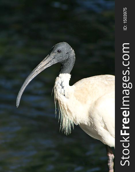 A strange looking bird near a lake. A strange looking bird near a lake